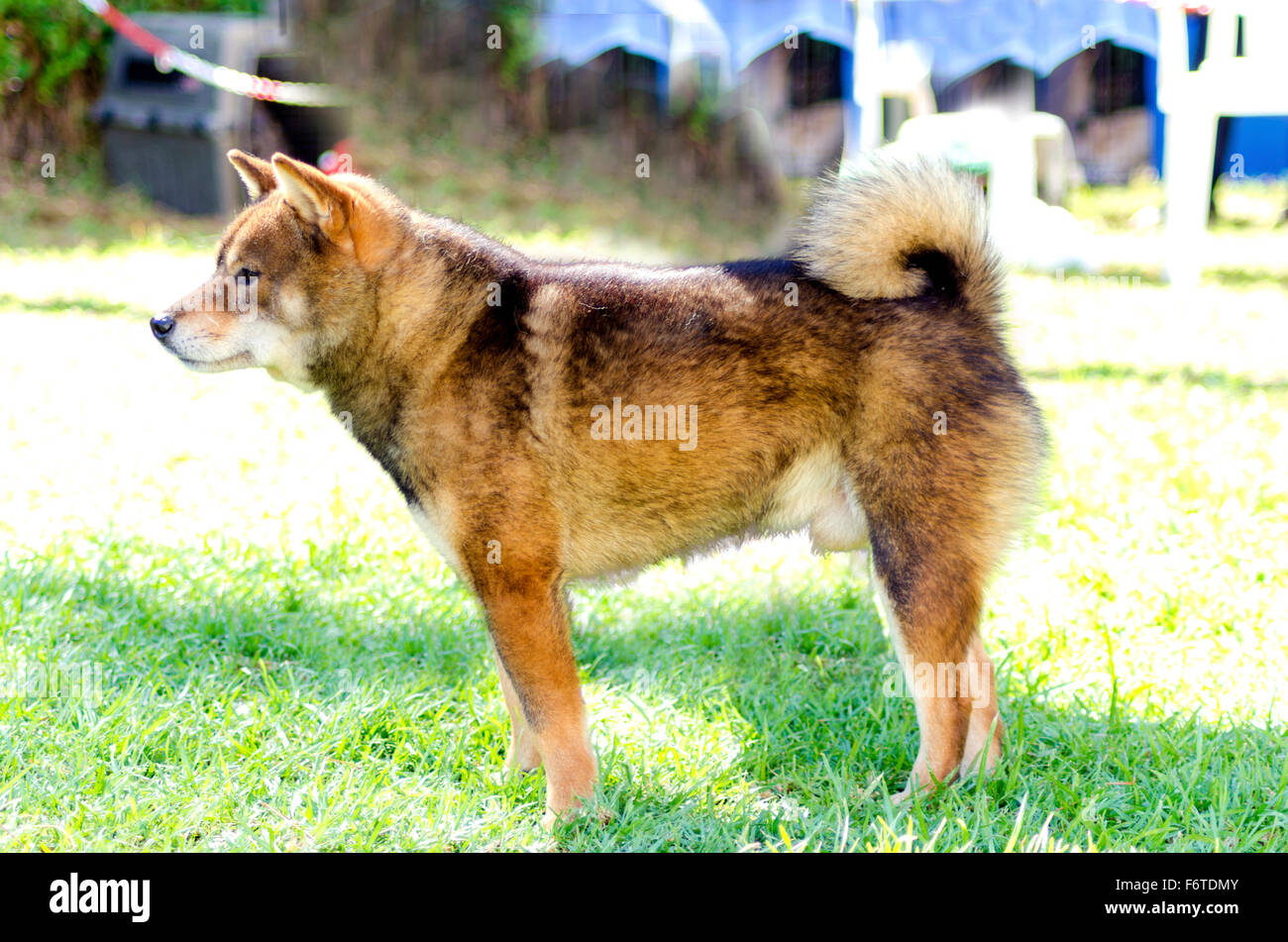 Black Sesame Shiba Inu