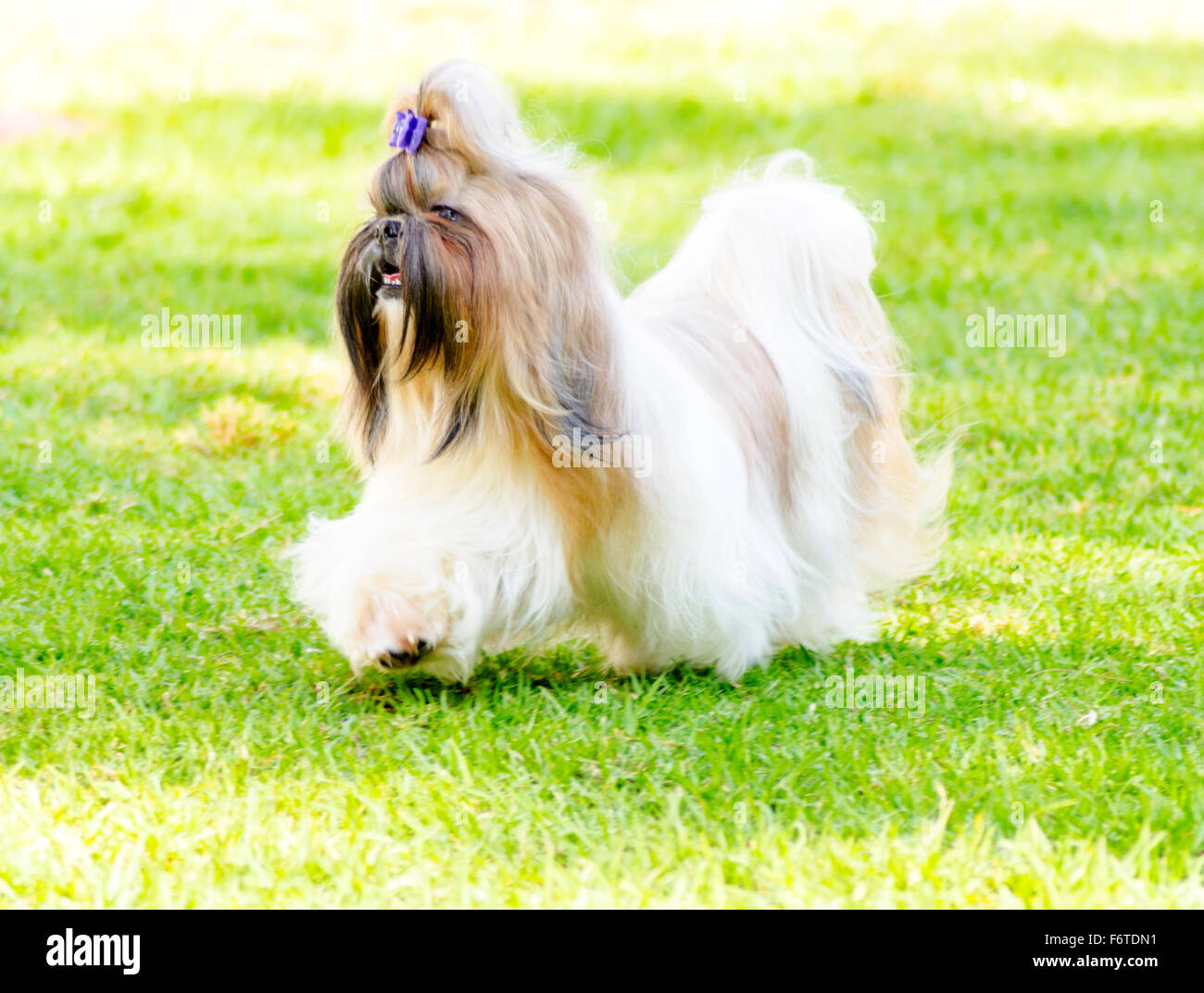 A Small Young Light Brown Black And White Tan Shih Tzu Dog With A