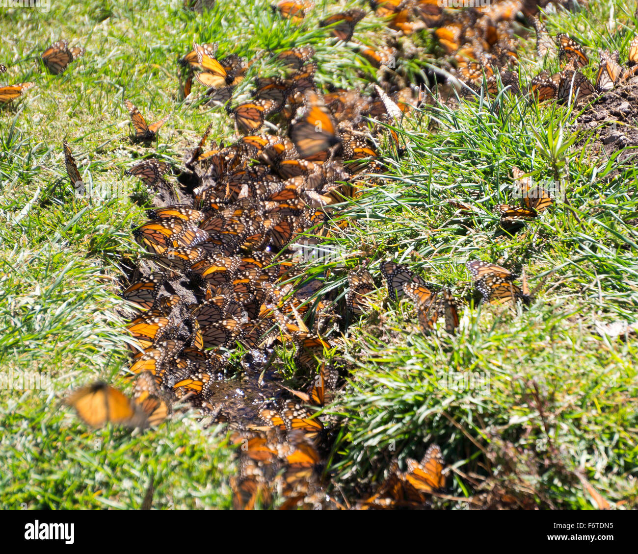 Monarch Butterflies drinking water in Michoacan, Mexico Stock Photo Alamy