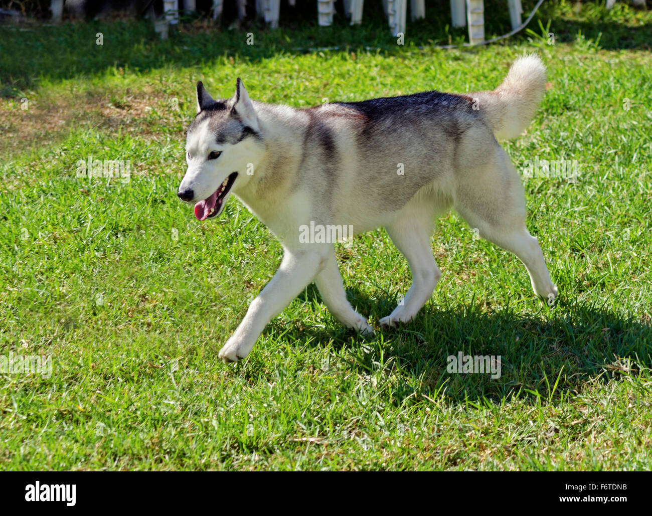 A young Siberian Husky dog walking on the lawn, known for their amazing  endurance and willingness to work.They look like wolves Stock Photo - Alamy