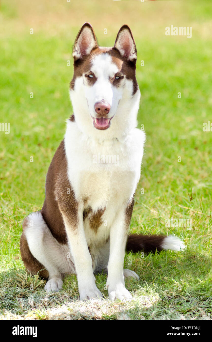A young beautifu copper red and white Siberian Husky dog sitting on the ...