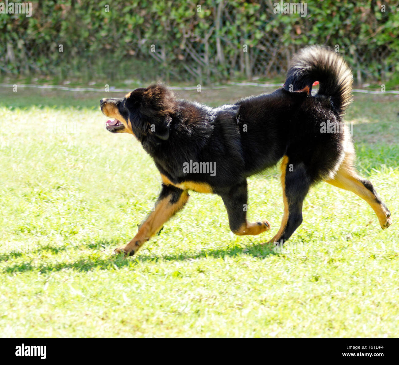 Tibetan mastiff sale running