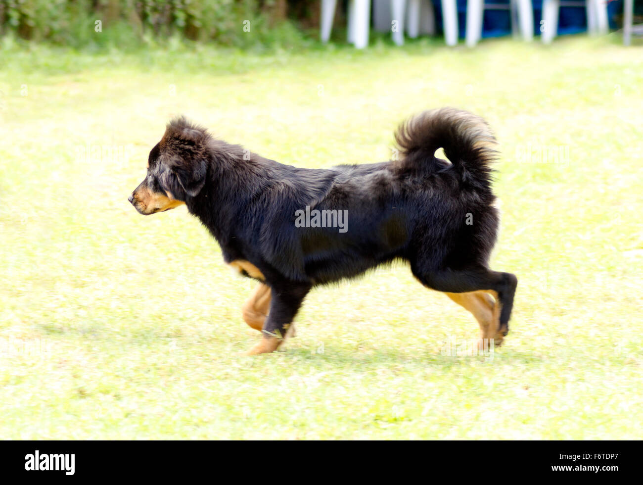 A young, beautiful, black and tan - gold Tibetan Mastiff puppy dog running on the grass. Do Khyi dogs are known for being courag Stock Photo