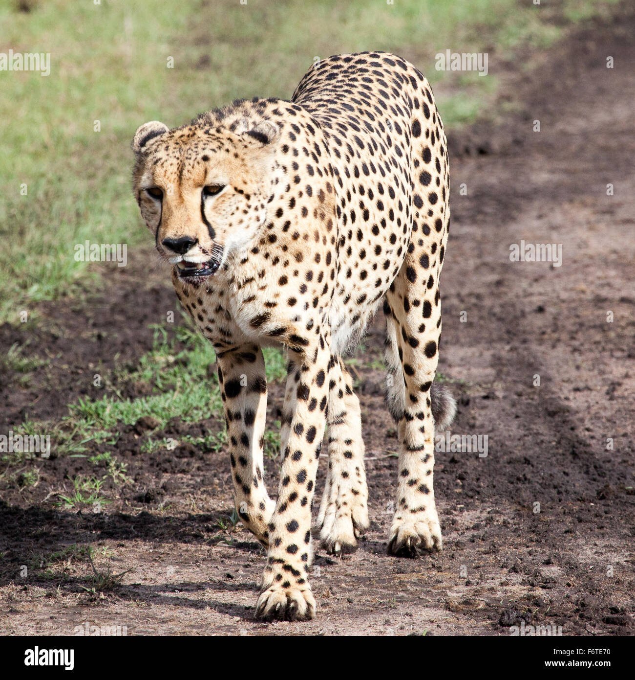 Cheetah walking in Serengeti National park, Tanzania, Africa Stock Photo