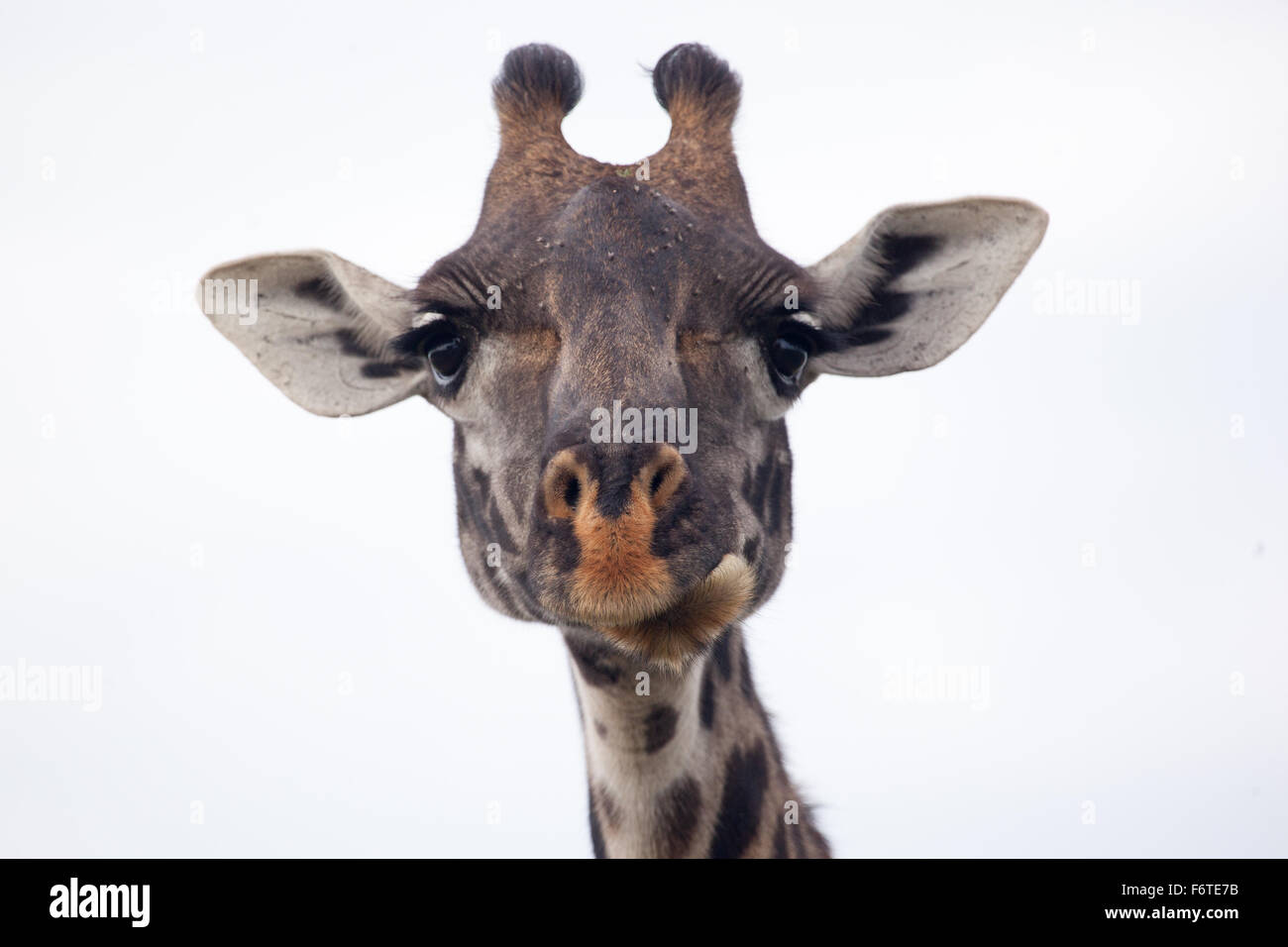 Masai giraffe head, Serengeti National Park, Tanzania, Africa Stock Photo