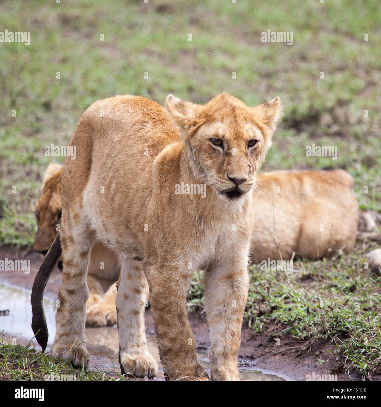 Young lioness in Serengeti, Tanzania, Africa Stock Photo