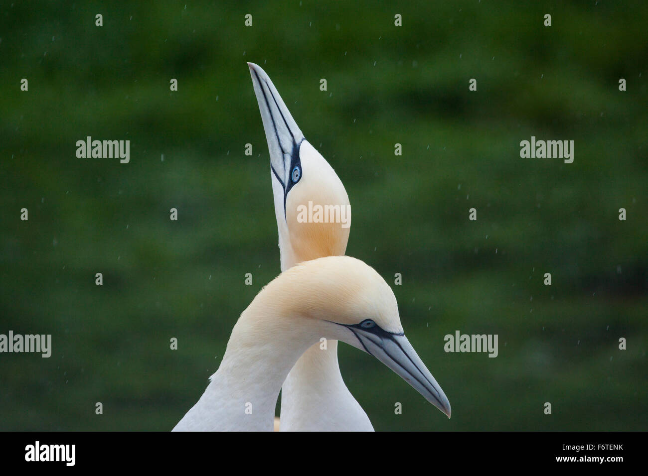 Northern Gannet pairs on Bonaventure Island near to Perce, Gaspe, Quebec, Canada. Stock Photo