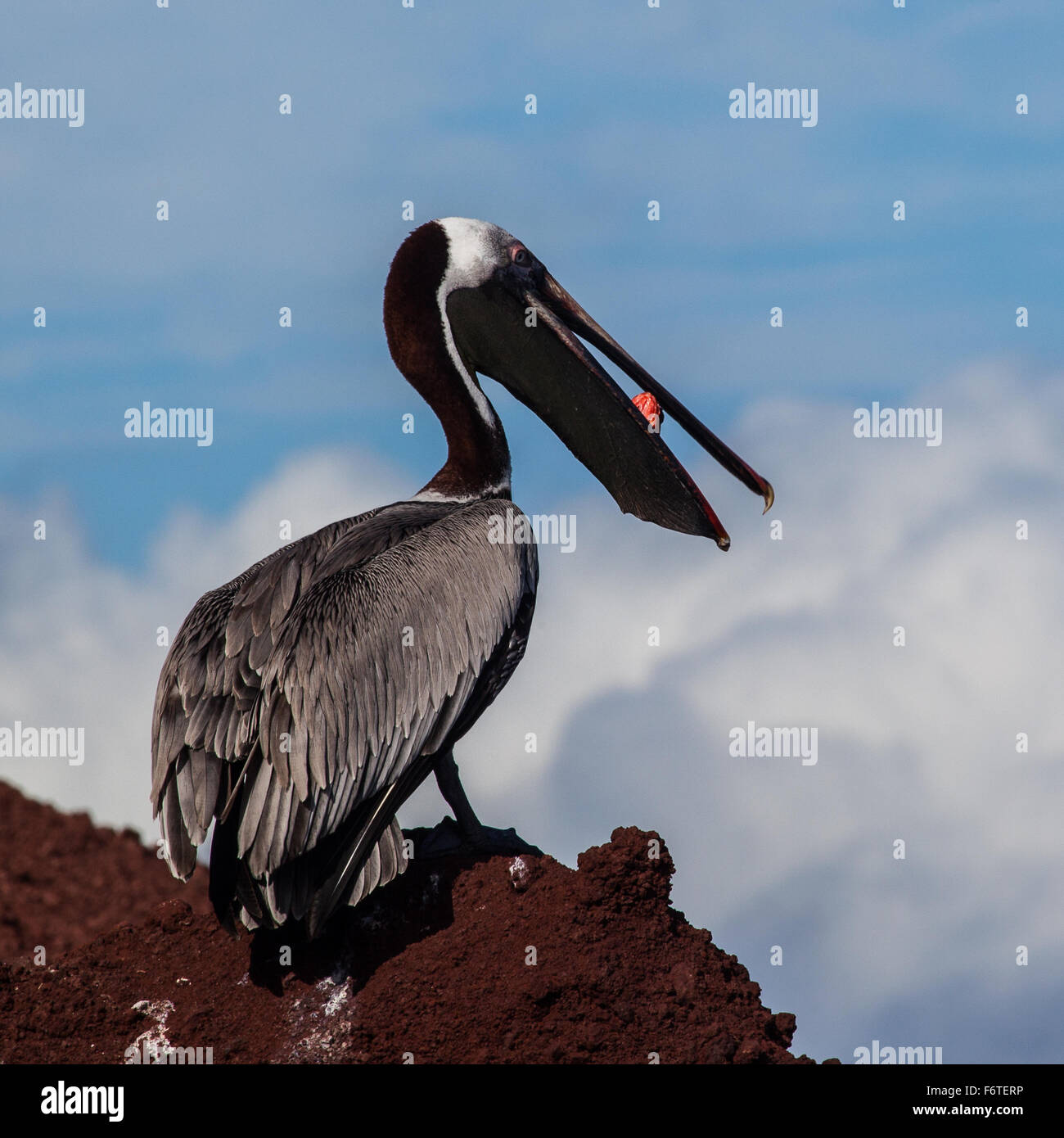 A brown pelican (Pelecanus occidentalis) eating red fish at Galapagos