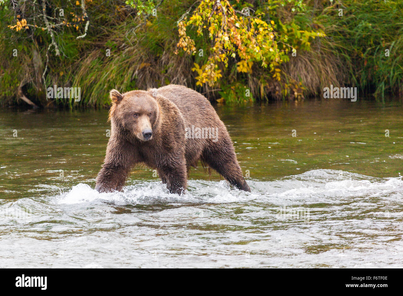 Brown bear at Brooks Falls in Katmai National Park, Alaska, USA Stock Photo