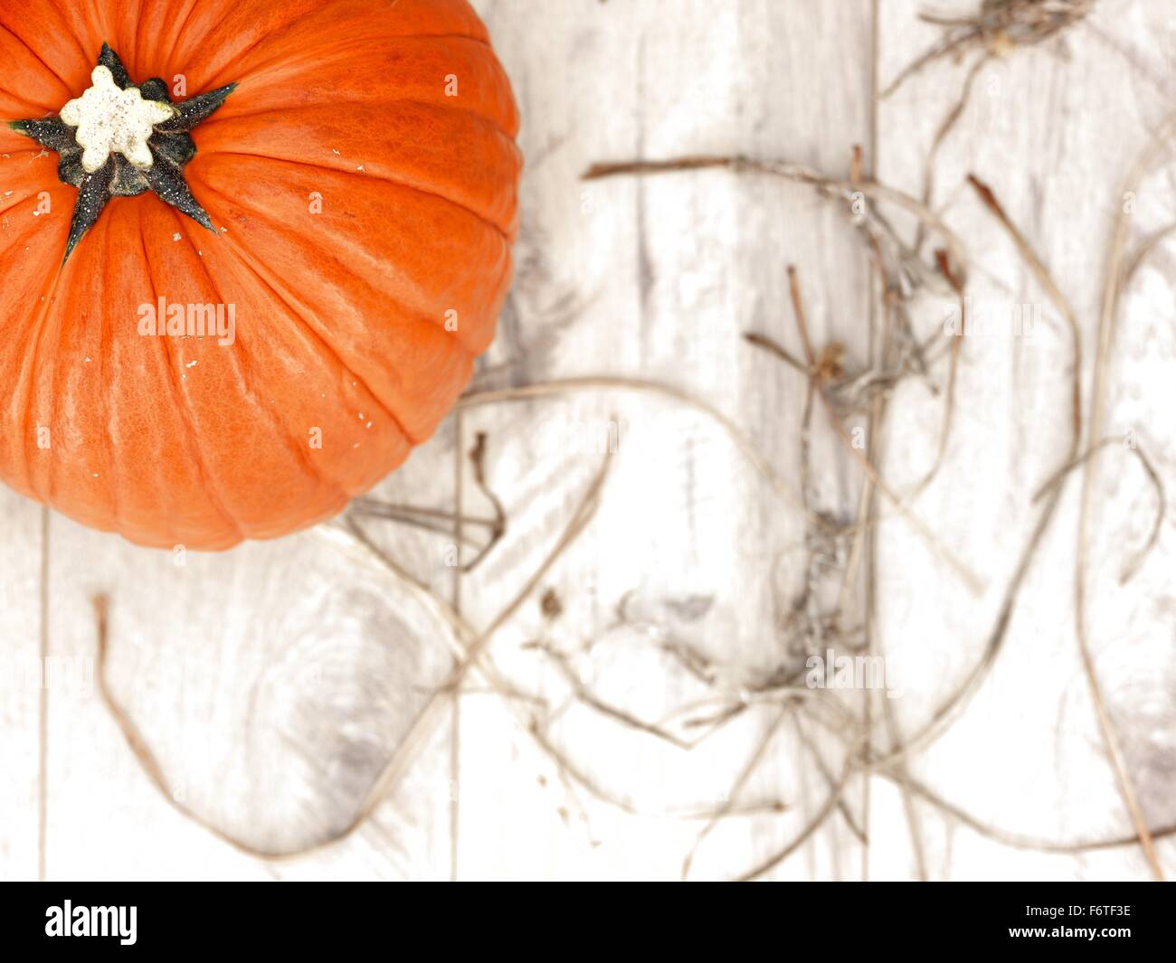 A studio photo of a Halloween pumpkin on artificial grass Stock Photo ...