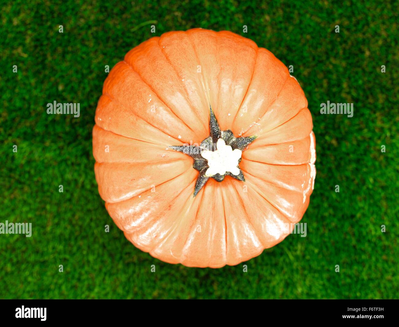 A studio photo of a Halloween pumpkin on artificial grass Stock Photo ...