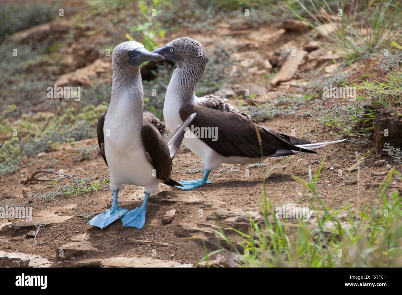 Pair of blue footed boobies performing mating dance, Galapagos Islands, Ecuador Stock Photo