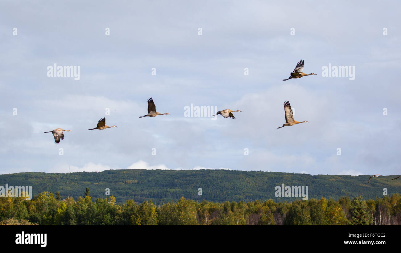 Sandhill Cranes flying, Fairbanks, Alaska Stock Photo