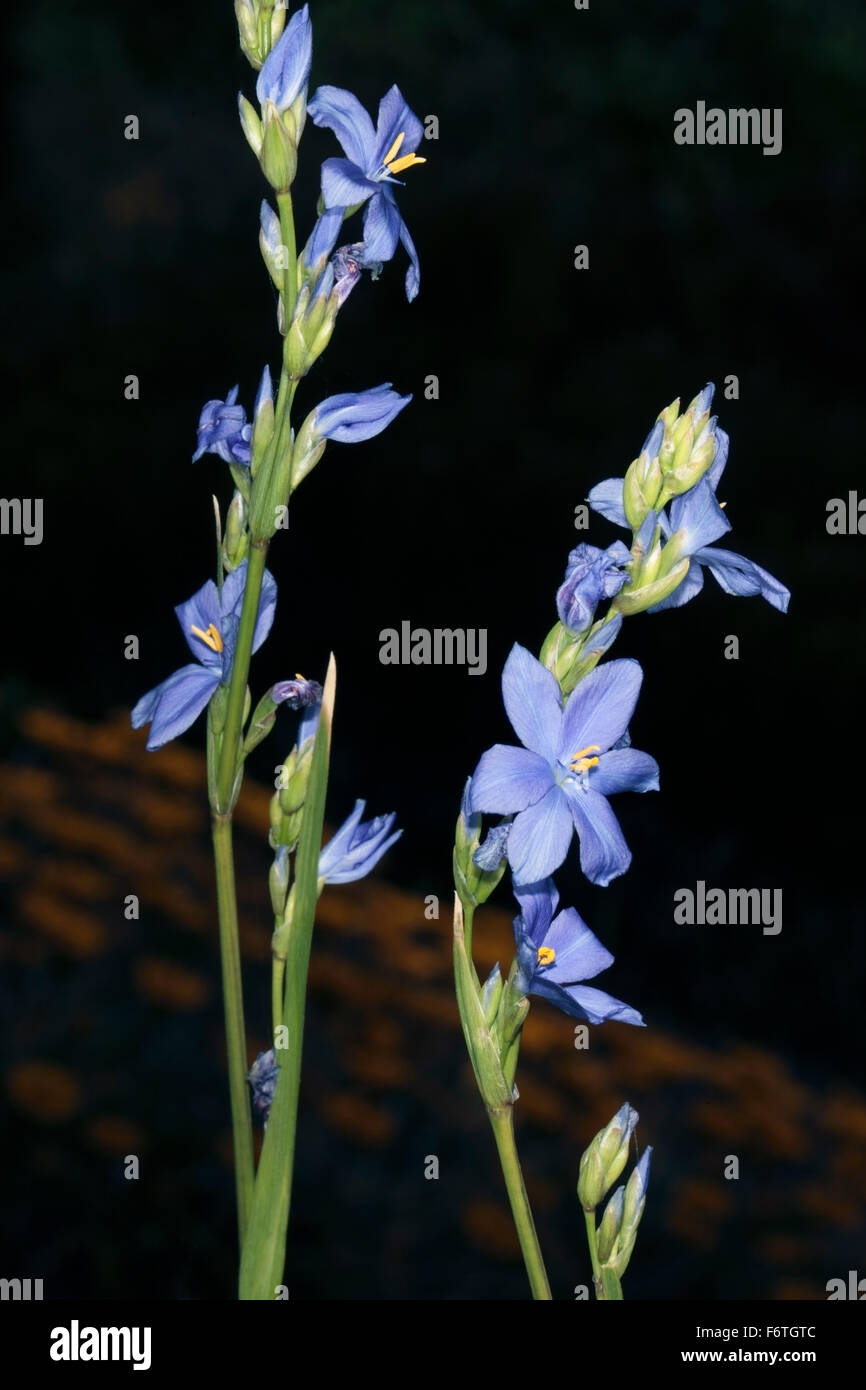 Chimborazo Dawn Flowers / dawn-flower- Orthrosanthus chimboracensis, syn. Moraea chimboracensis- family Iridaceae Stock Photo