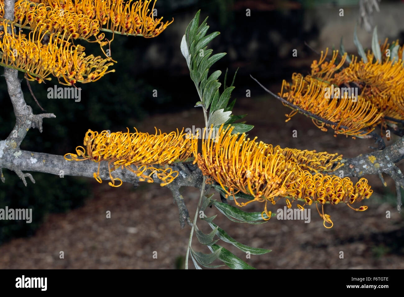 Closeup of Silky Oak/Southern Silky Oak/Australian Silver Oak flowers