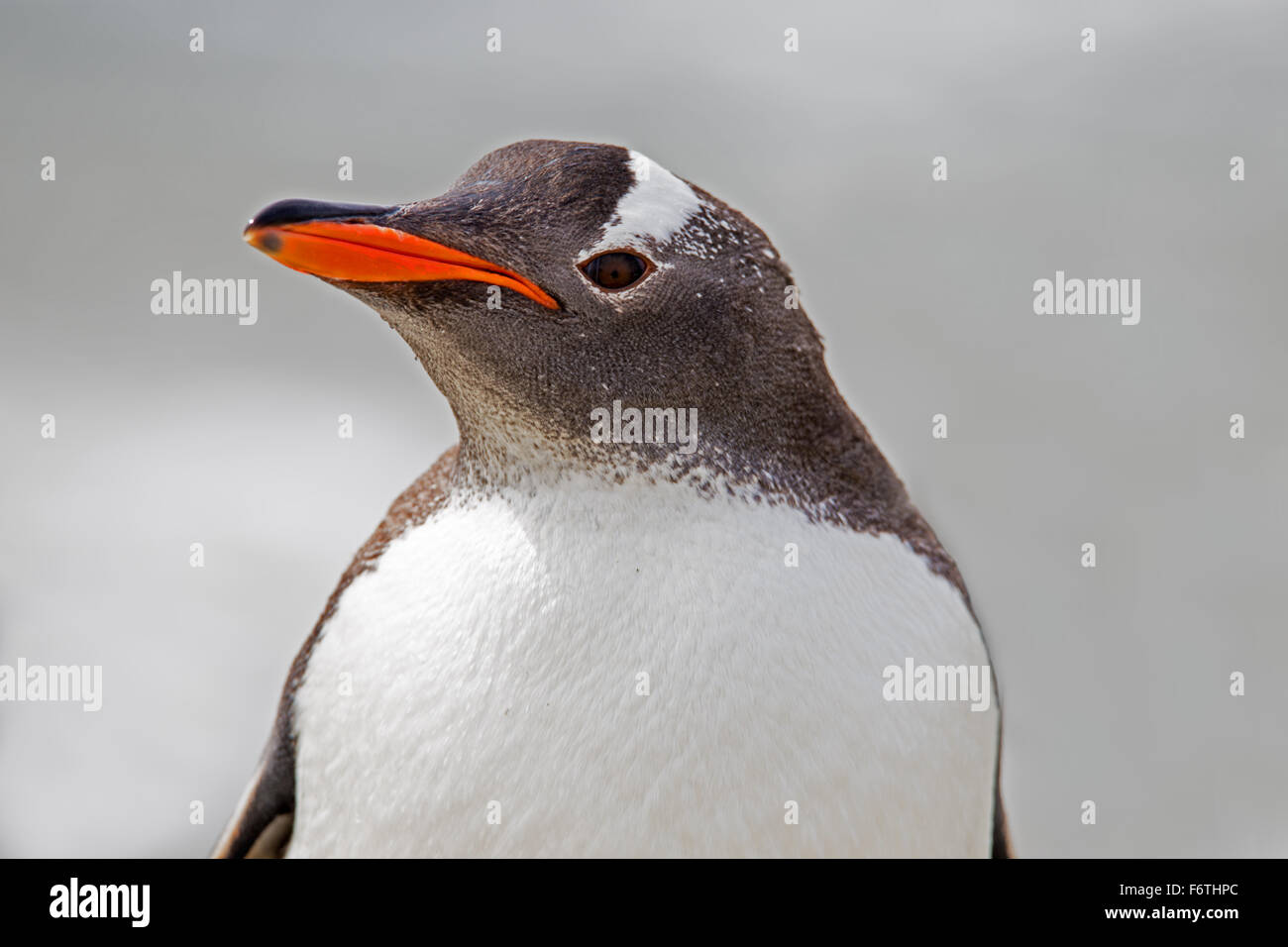 Gentoo Penguin portrait close up. Falkland Islands Stock Photo