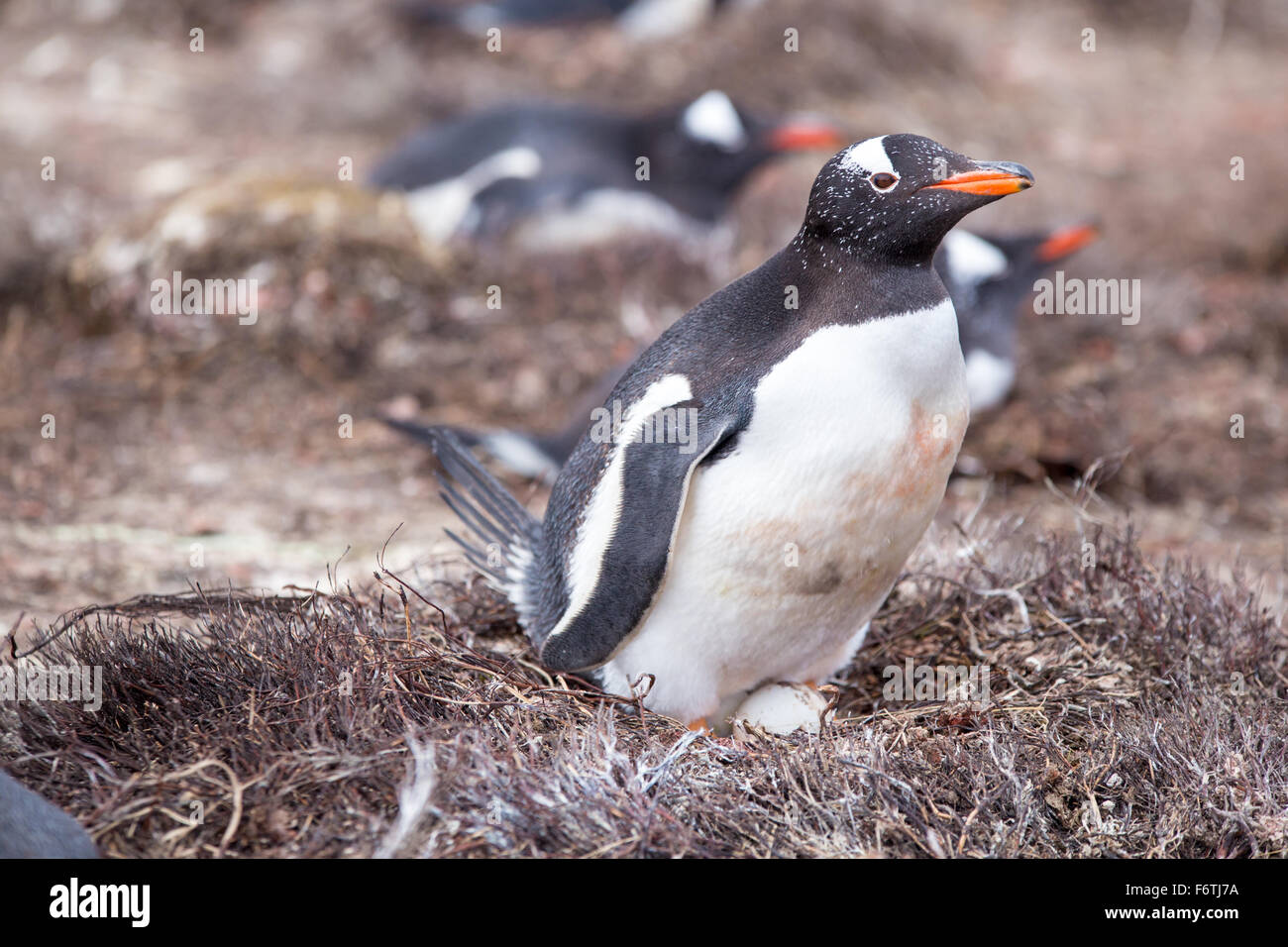 Female Gentoo Penguin on nest with egg. Falkland Islands. Stock Photo