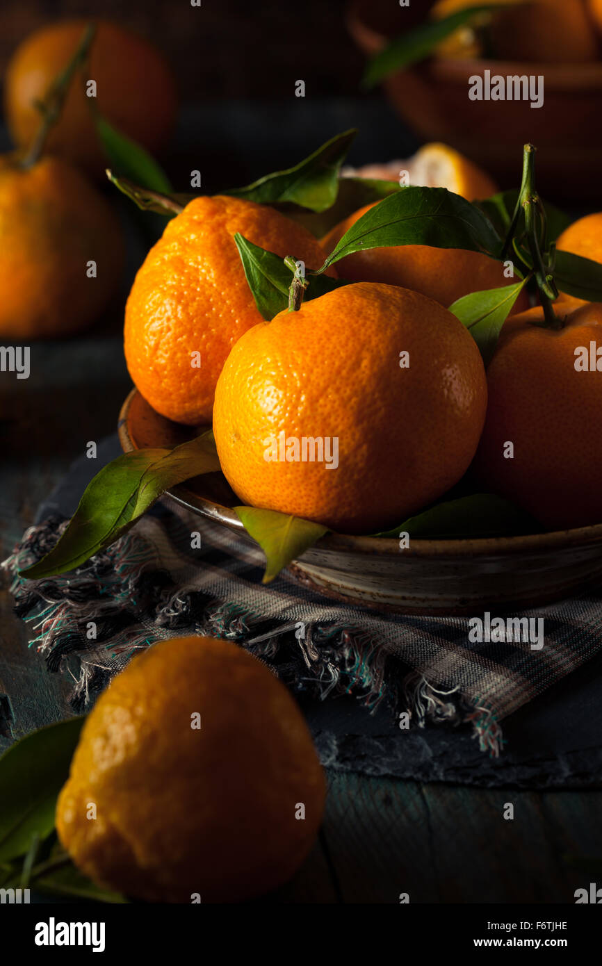 Raw Organic Satsuma Oranges with Green Leaves Stock Photo Alamy