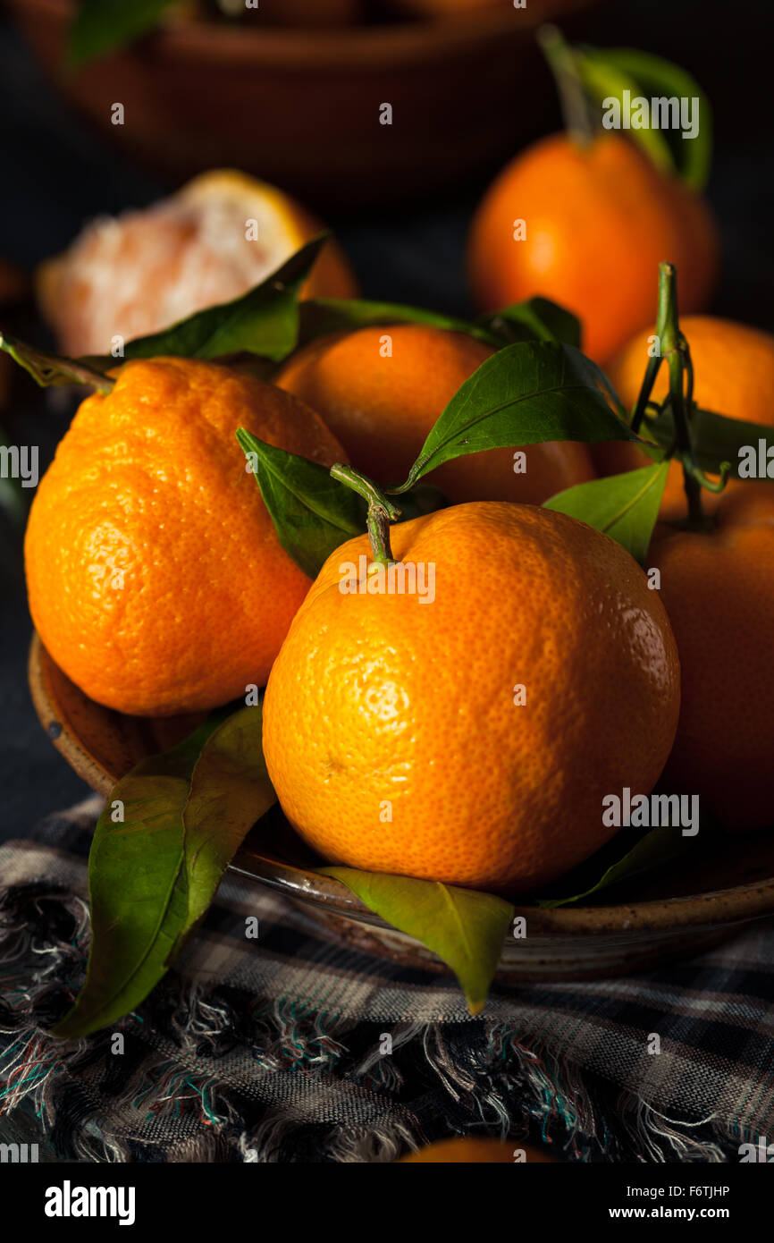 Raw Organic Satsuma Oranges with Green Leaves Stock Photo Alamy