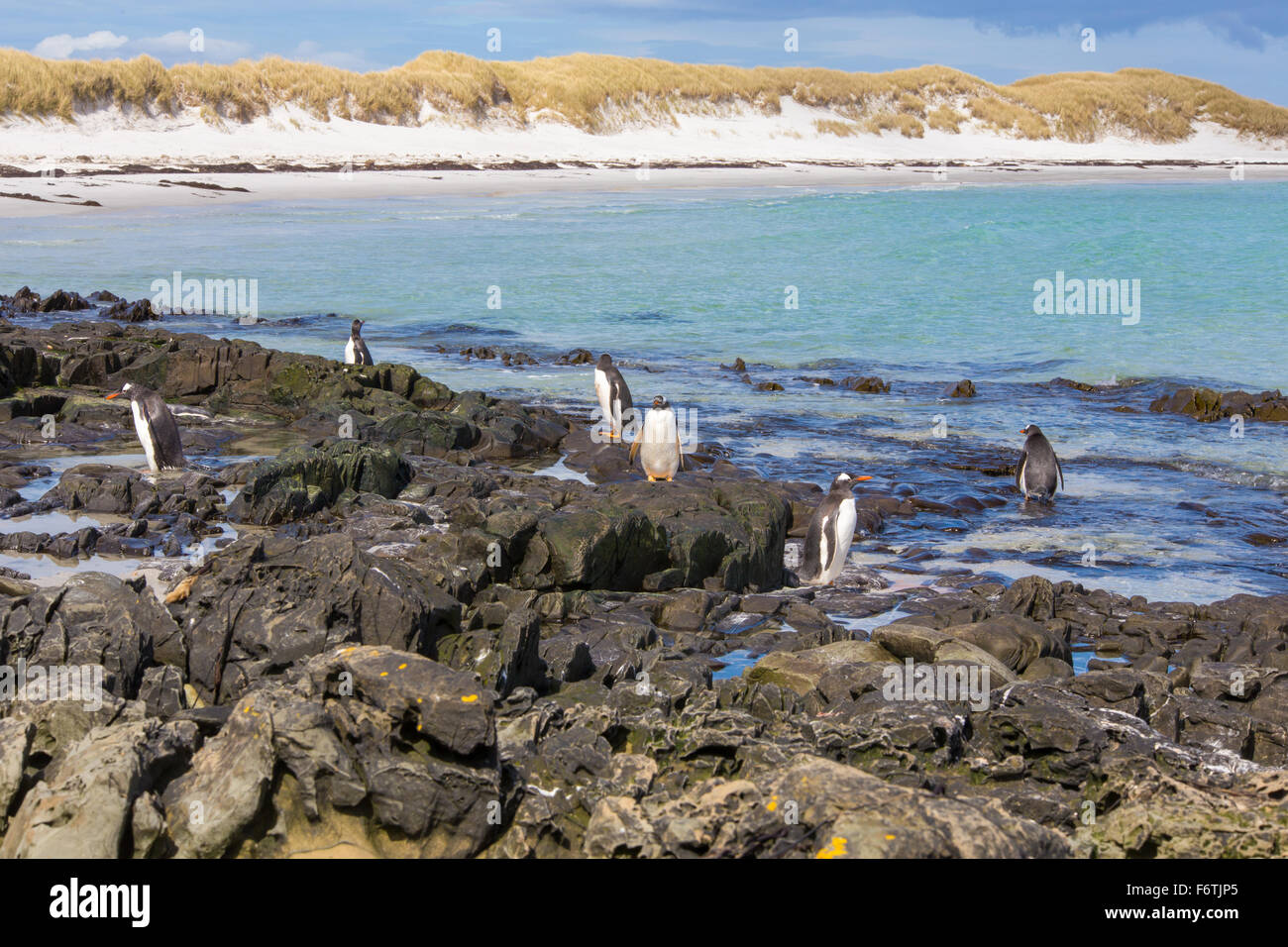 Gentoo Penguins on a beautiful beach. Bertha's Beach, Falkand Islands. Stock Photo