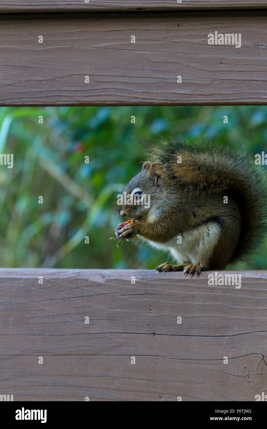 Hungry squirrel perches on fence at Eagle River Nature Center in Anchorage, Alaska Stock Photo