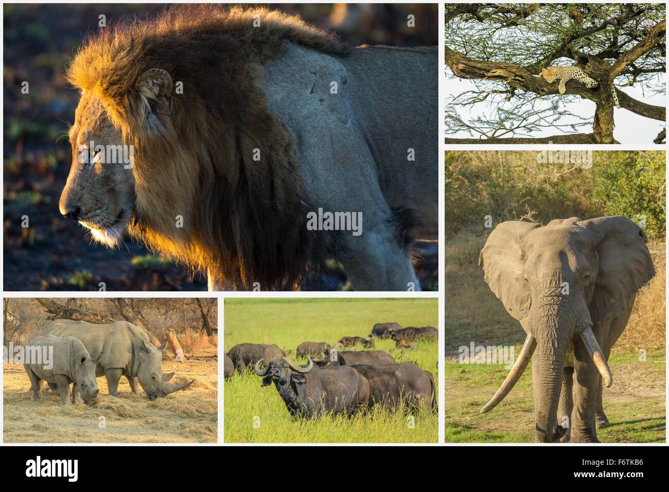 African animals collage Stock Photo - Alamy