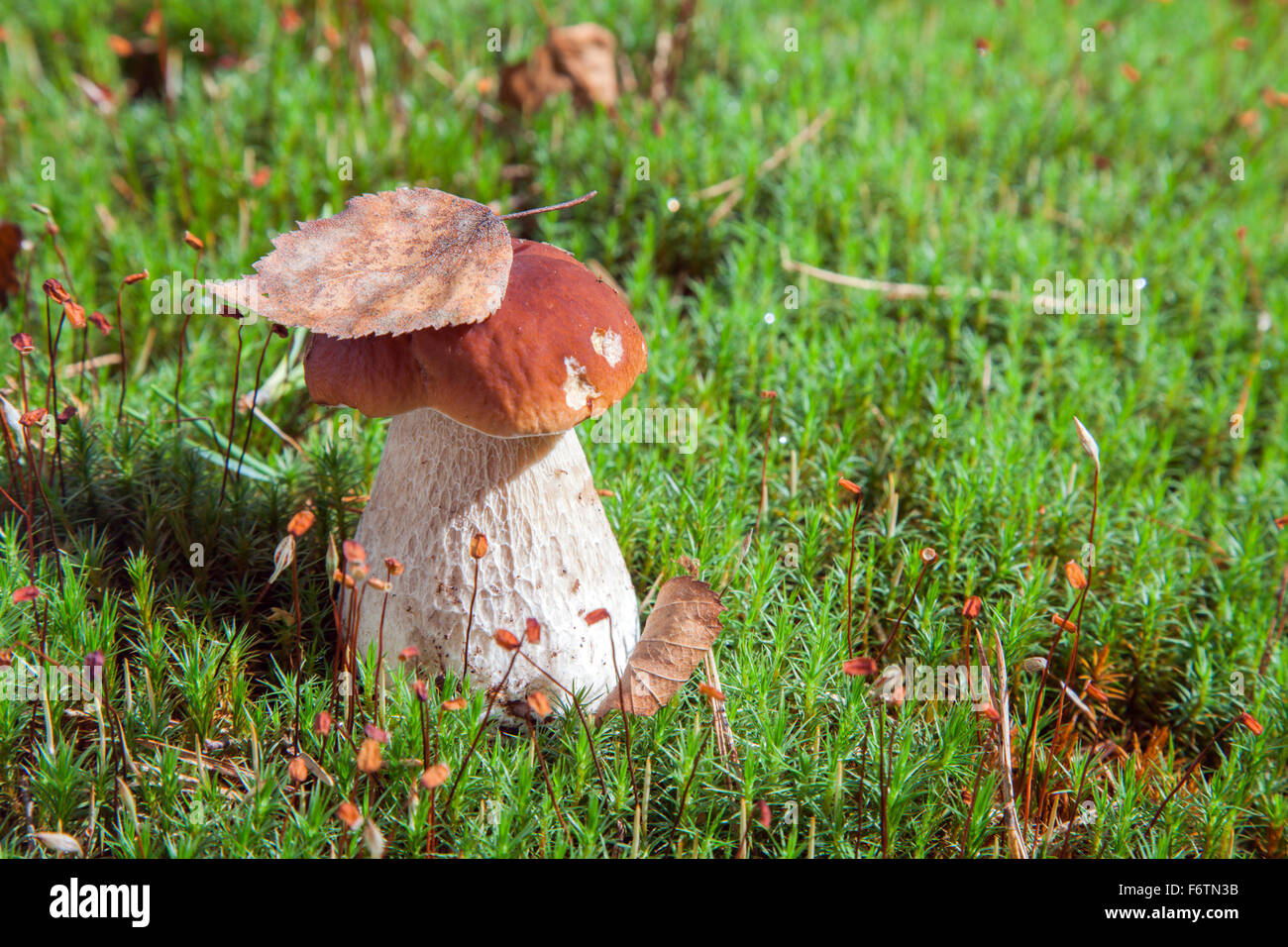 Porcino mushroom (Boletus edulis Stock Photo Alamy