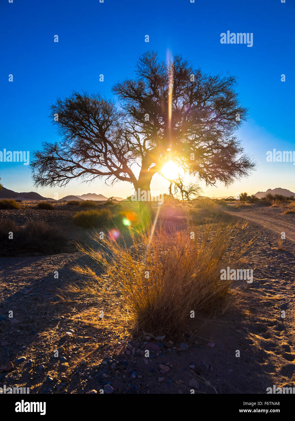 Africa, Namibia, Hardap, tree in back light in Kulala Wilderness Reserve at Namib desert Stock Photo