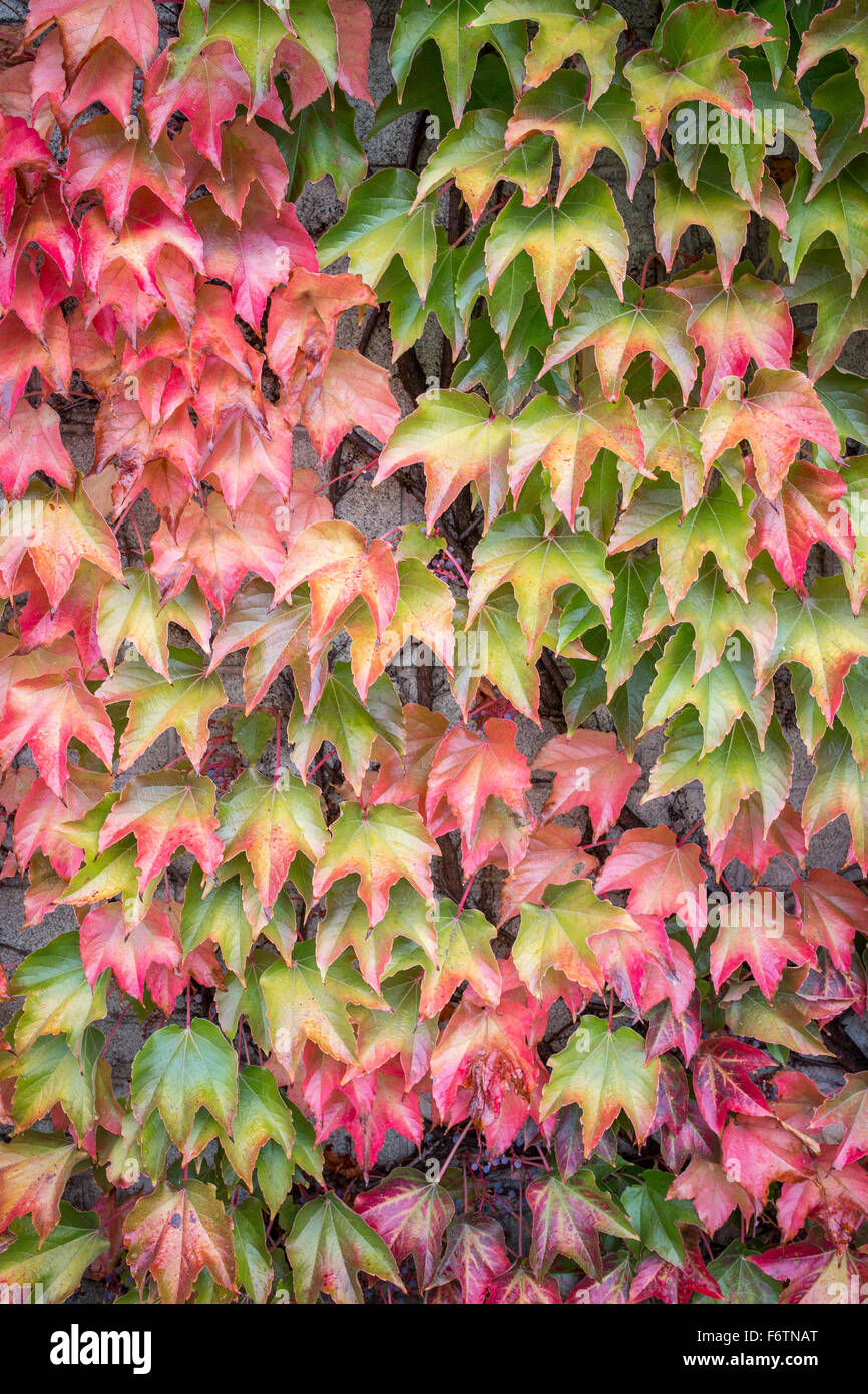 Autumn leaves of Virginia creeper Stock Photo Alamy