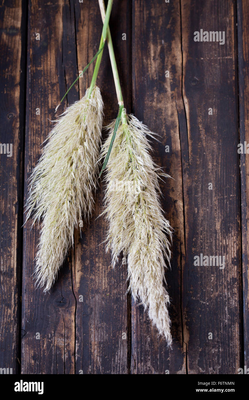 Two inflorescences of Pampas Grass on dark wood Stock Photo