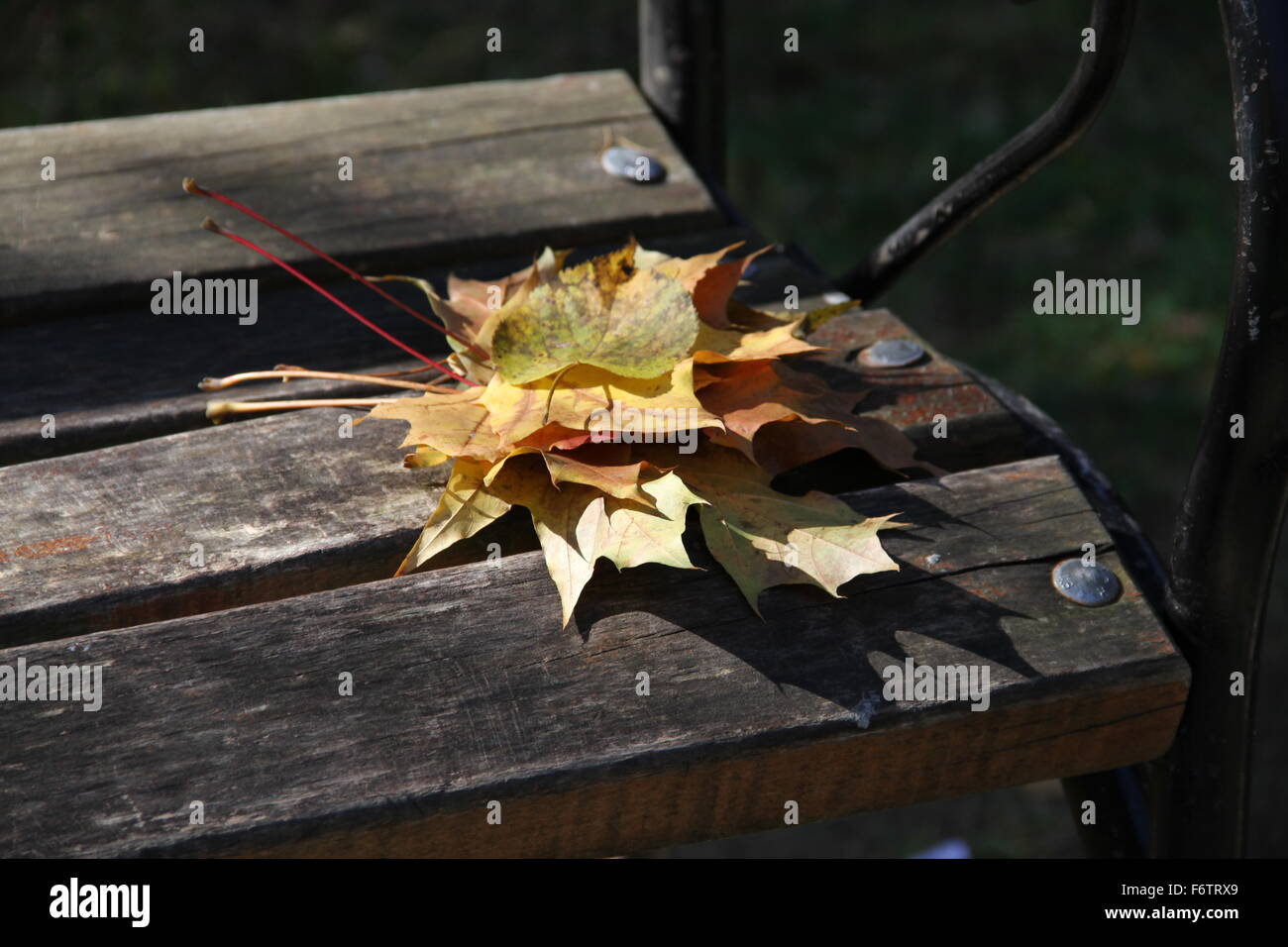 Colorful Autumn leaves on a bench in the park Stock Photo - Alamy