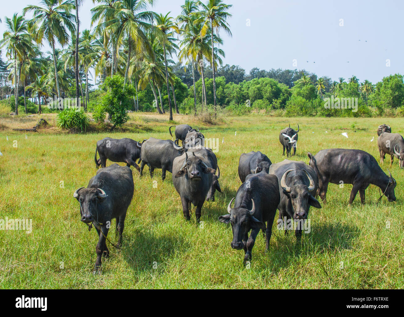 India animal husbandry hi-res stock photography and images - Alamy India animal husbandry hi-res stock photography and images - Alamy