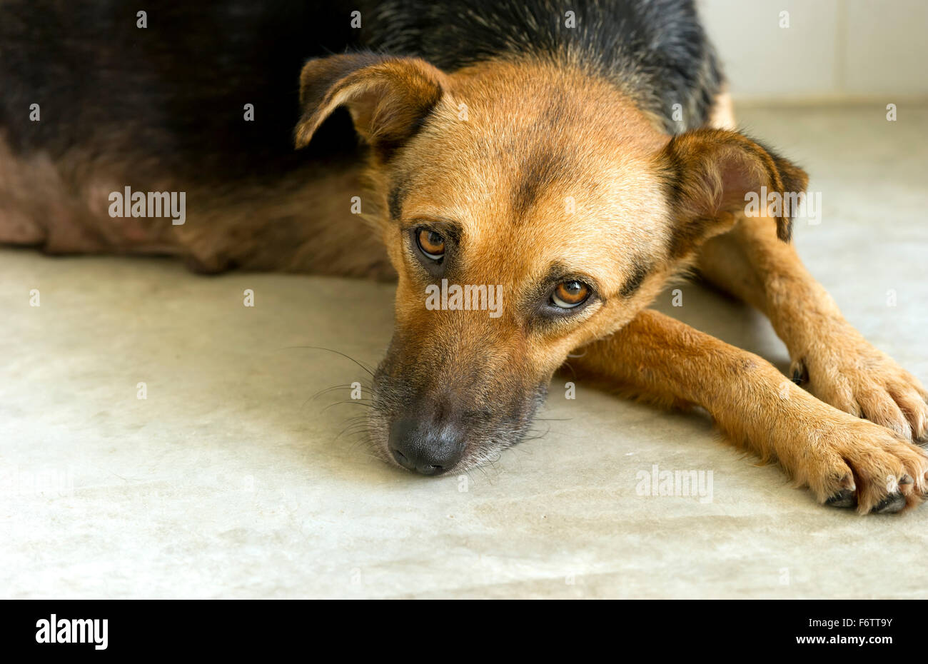 Sad dog is a shelter dog looking sad and disheartened hoping someone will take him home and love him. Stock Photo