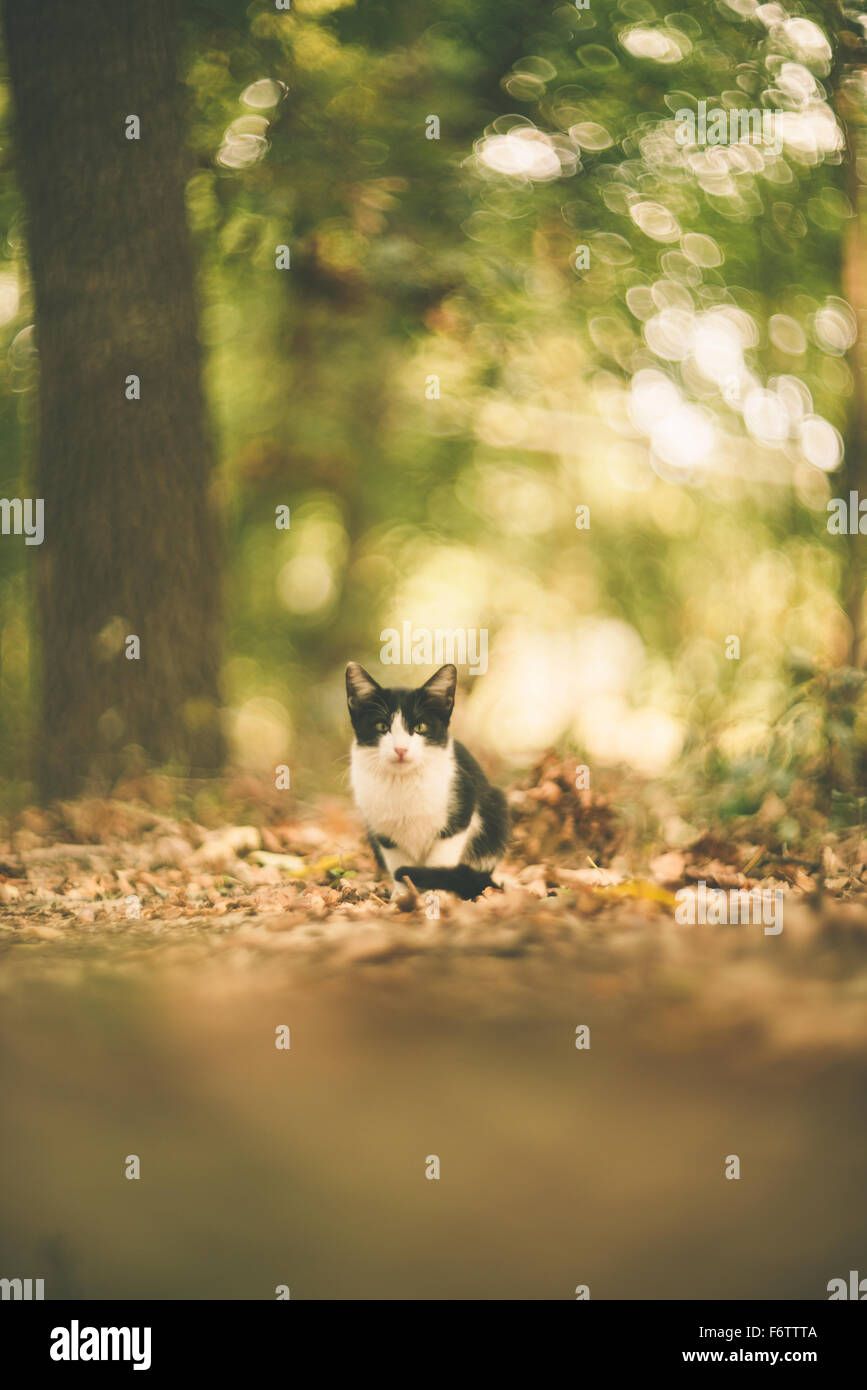 Black and white cat sitting in the woods Stock Photo - Alamy