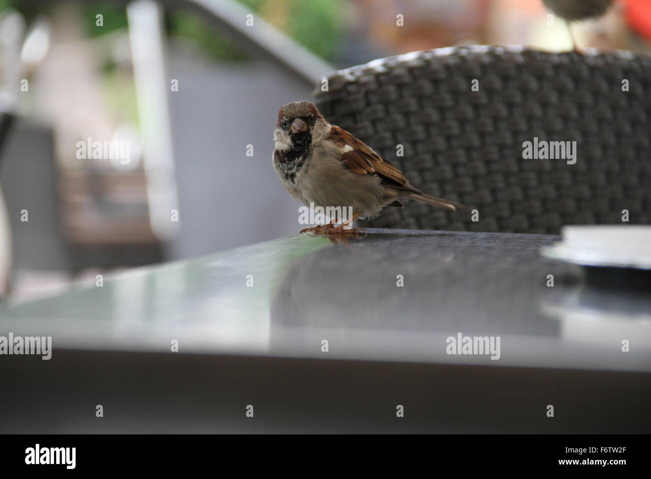 Sparrow on a table Stock Photo