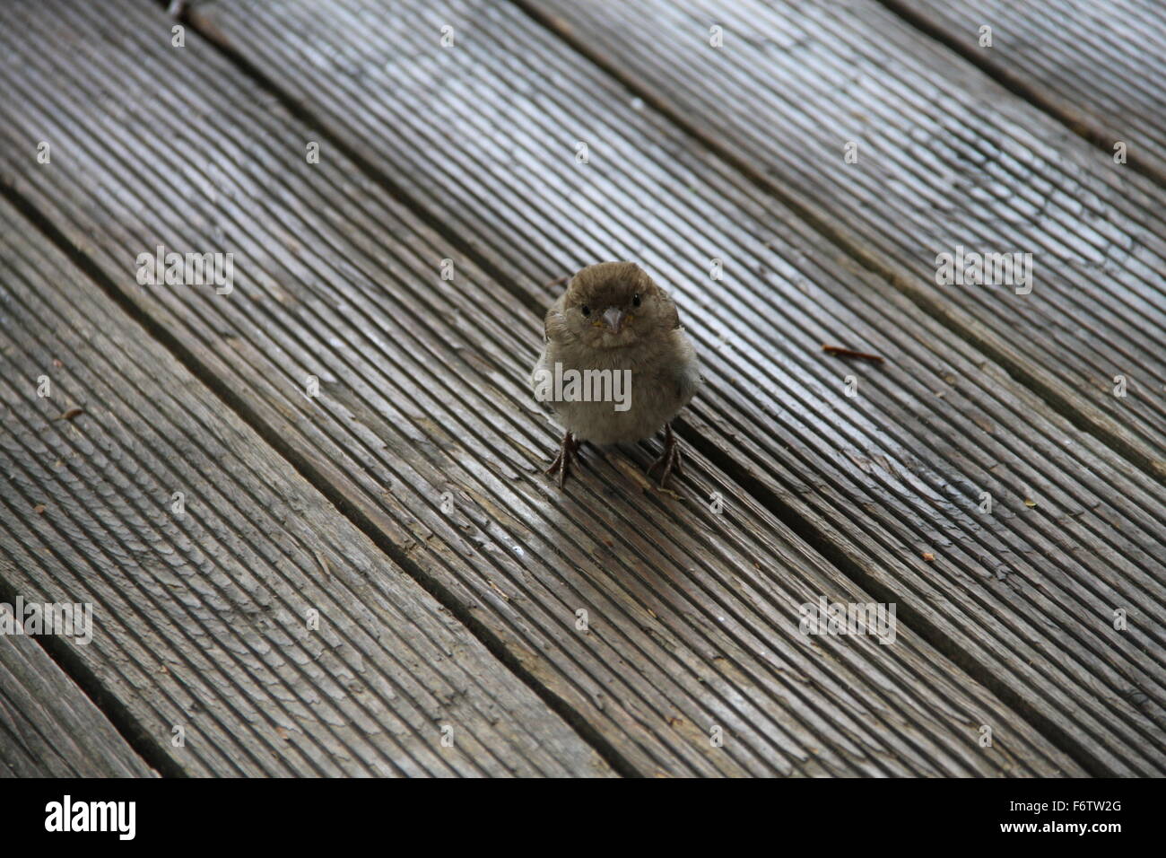 A  little wet sparrow on the terrace Stock Photo
