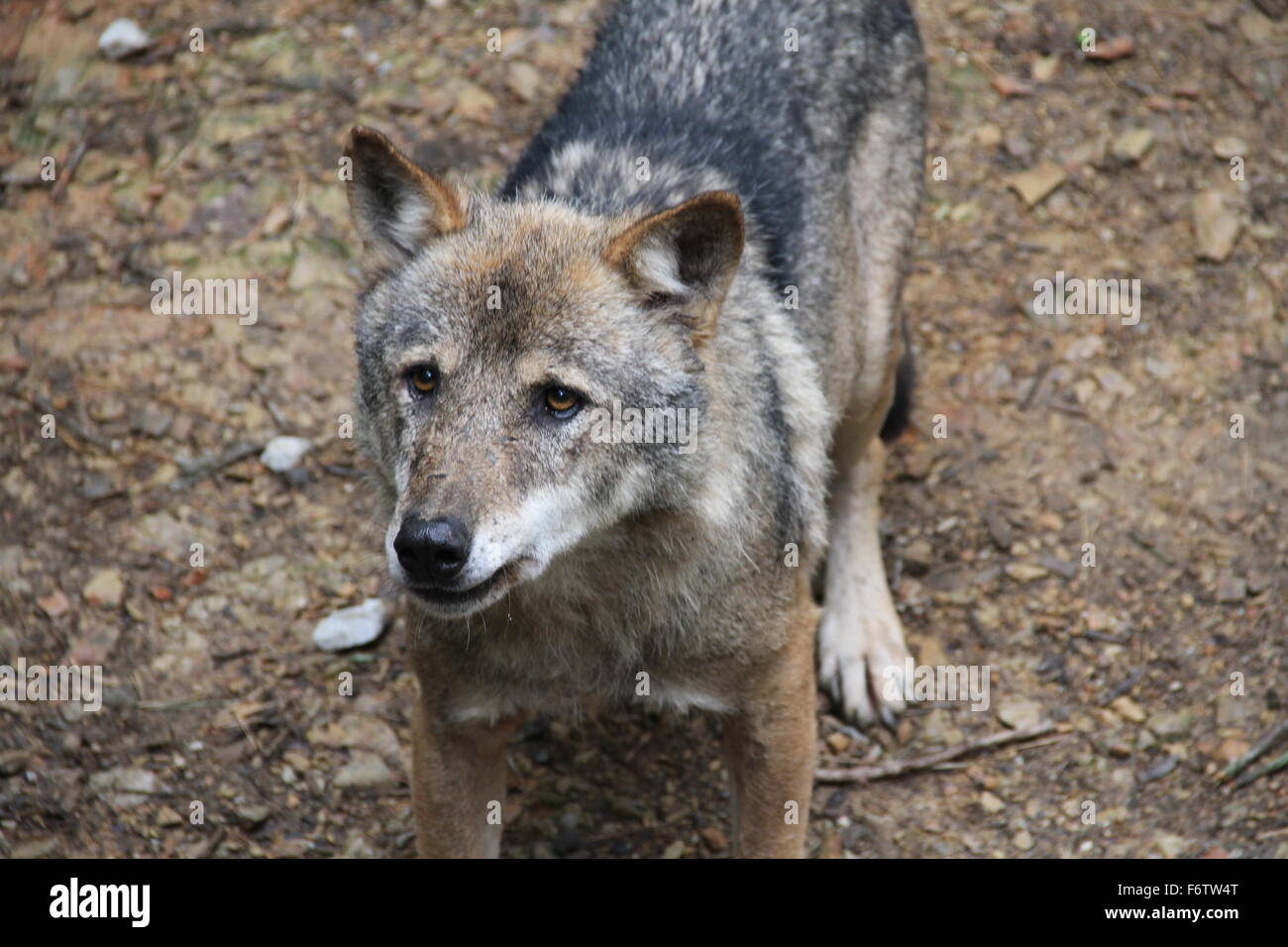Sad wolf pics