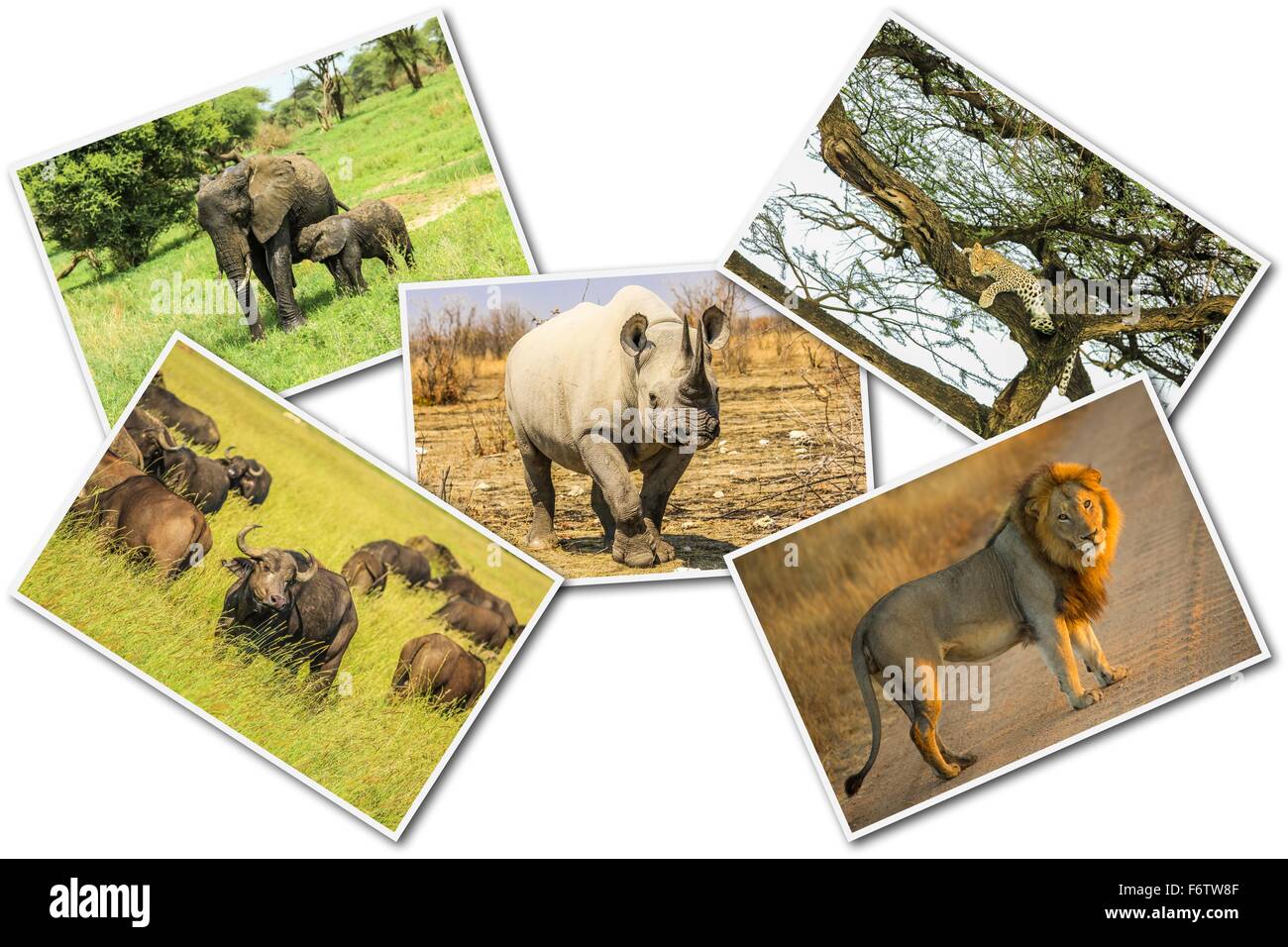 African wildlife collage Stock Photo