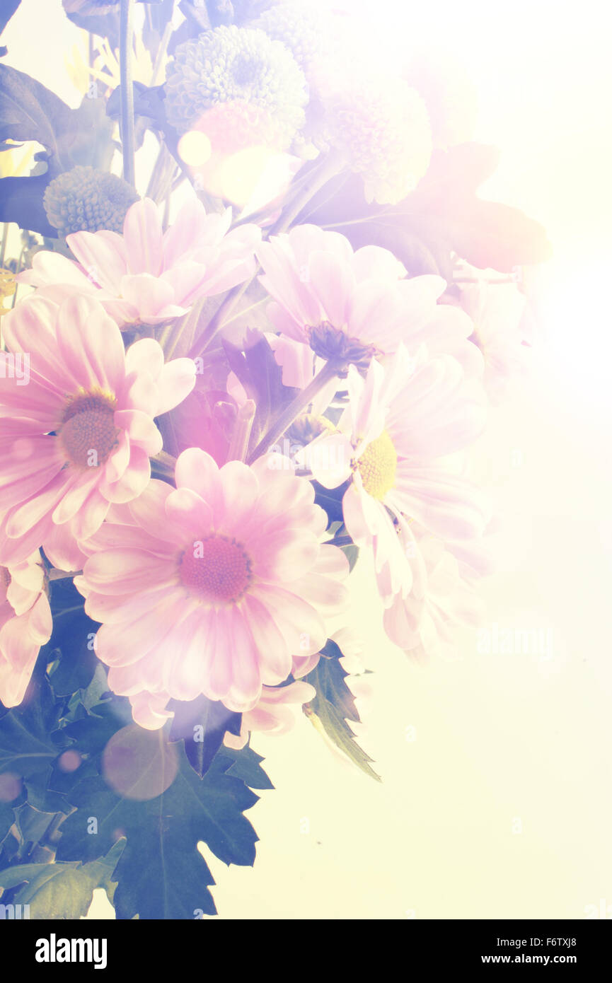 Vintage Gerbera daisy background with retro effect Stock Photo