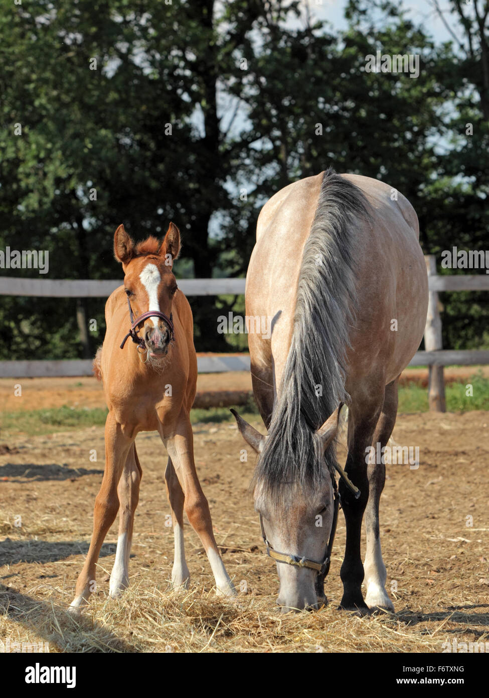 Haflinger mare and foal standing in paddock Stock Photo