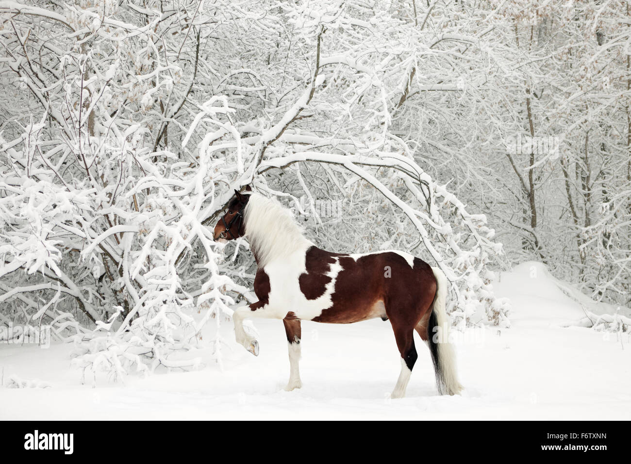 Beautiful paint draft horse in winter evening Stock Photo