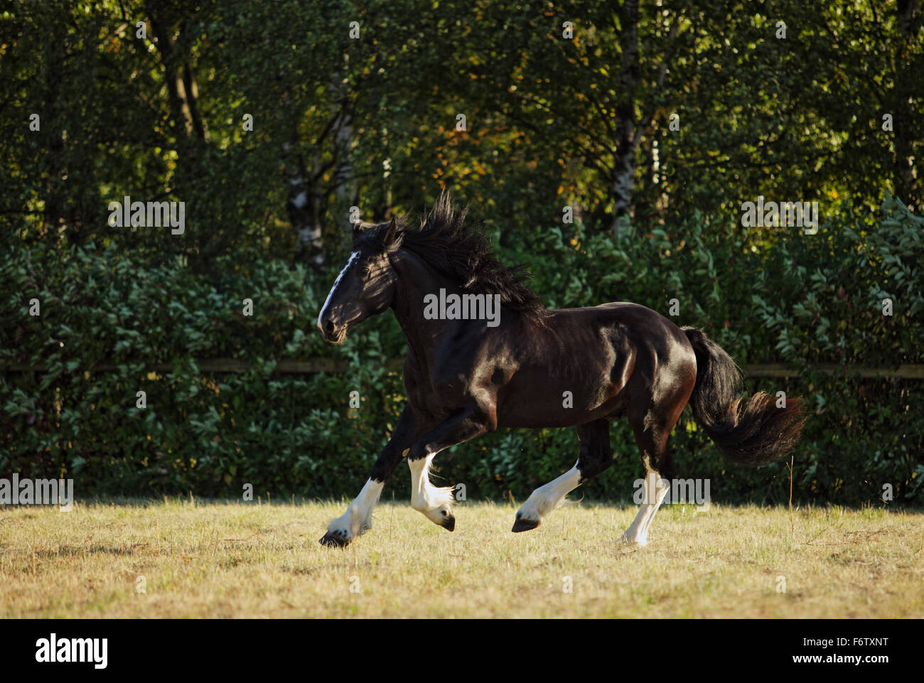 Black shire heavy draft horse runs gallop on the pasture Stock Photo