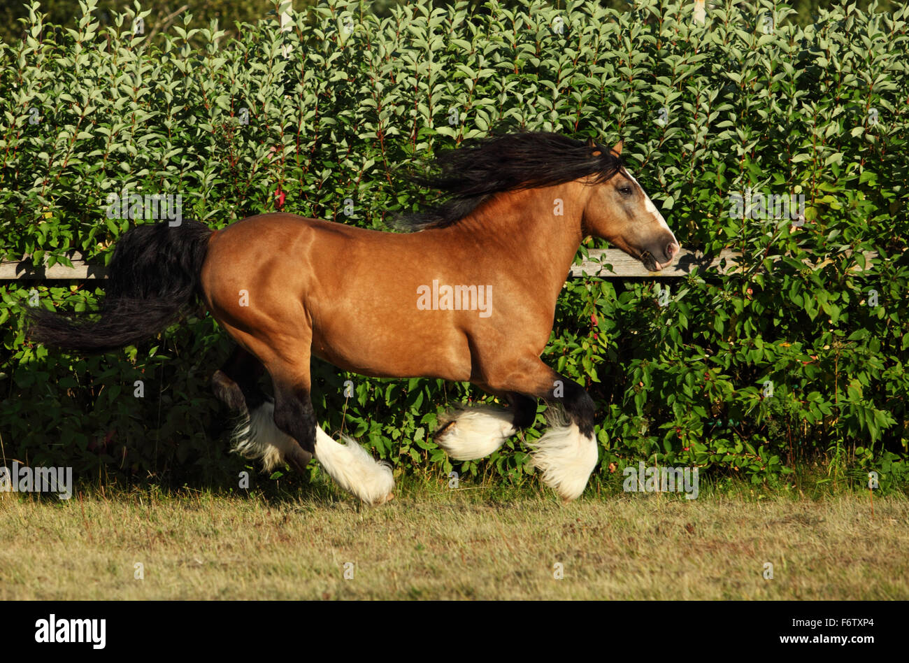 Gypsy Vanner Horse stallion in stud farm Stock Photo