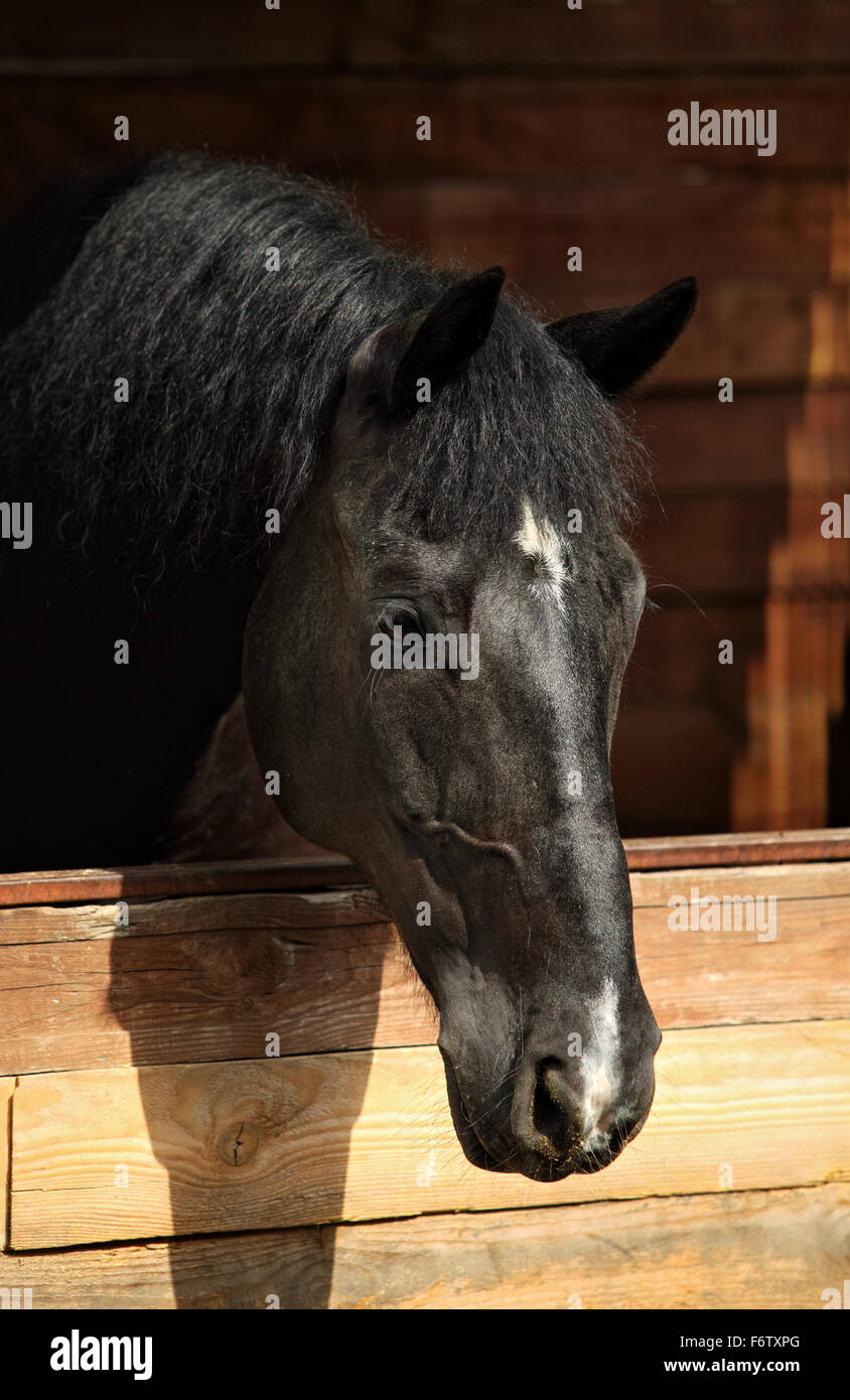 Thoroughbred horse looking at stable door Stock Photo