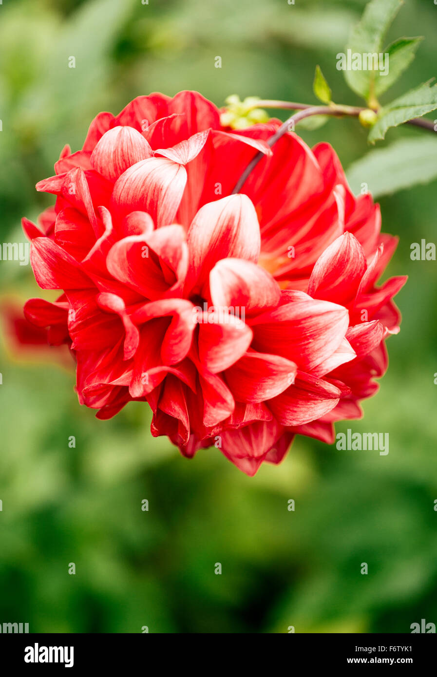 Red And White Dahlia Flower High Resolution Stock Photography and