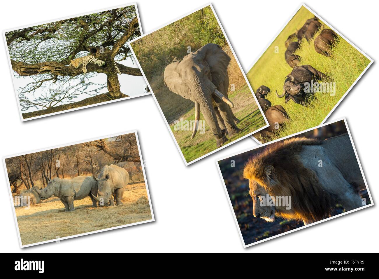 Five groups Cut Out Stock Images Pictures Alamy