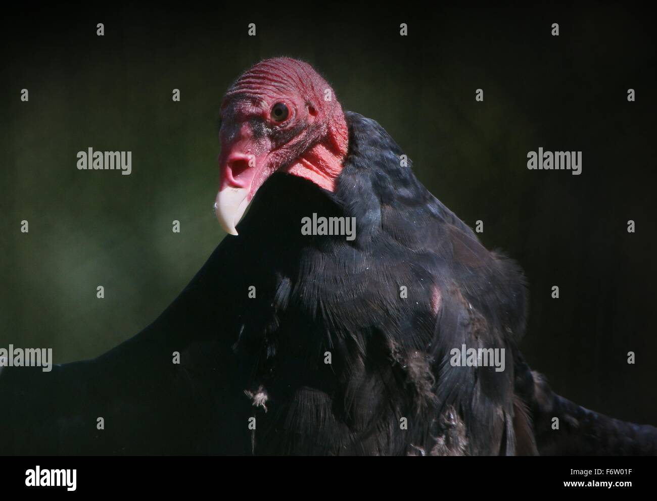 New World Turkey vulture or Turkey buzzard (Cathartes aura) Stock Photo