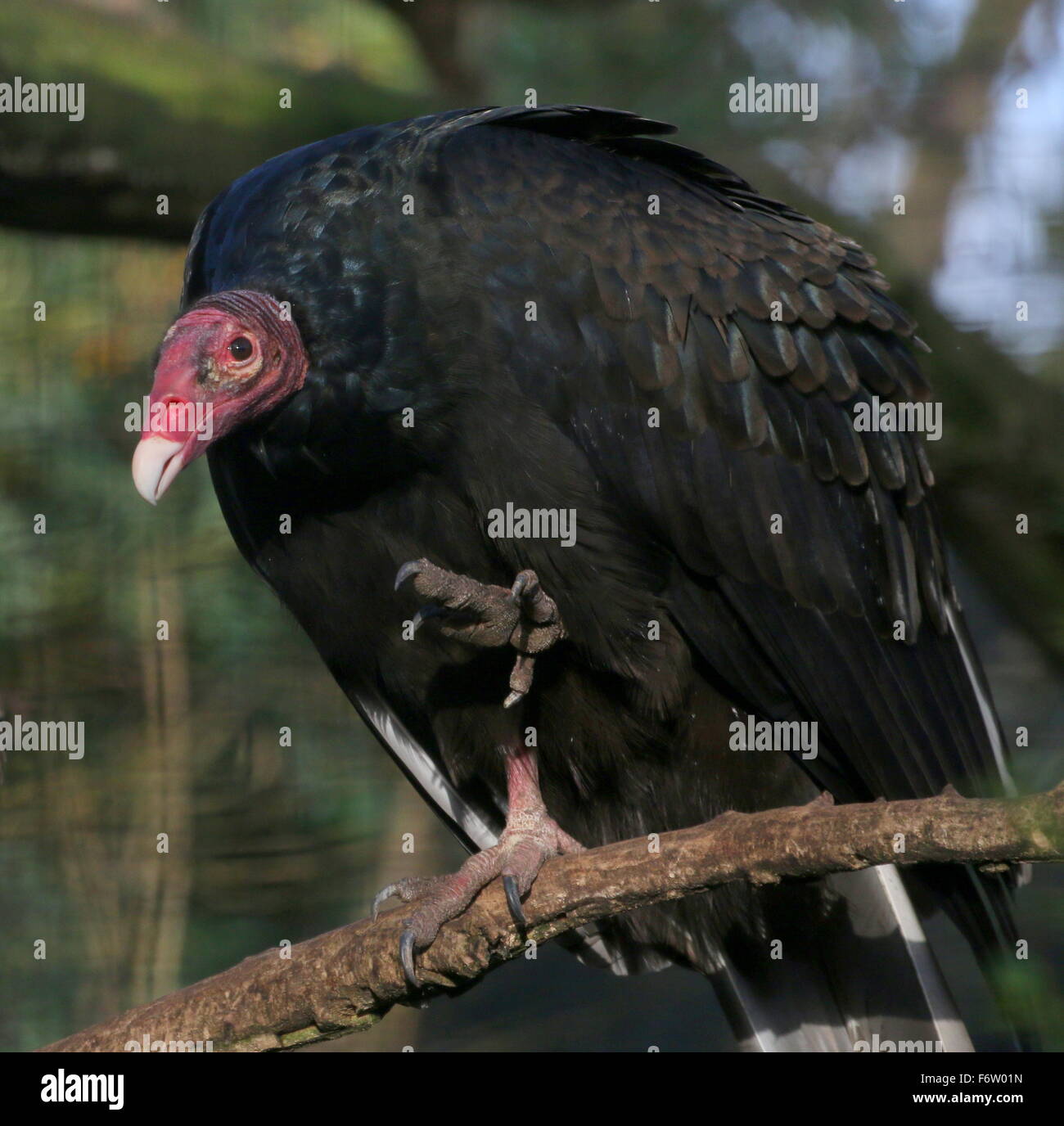 New World Turkey vulture or Turkey buzzard (Cathartes aura) - captive bird in a zoo. Stock Photo