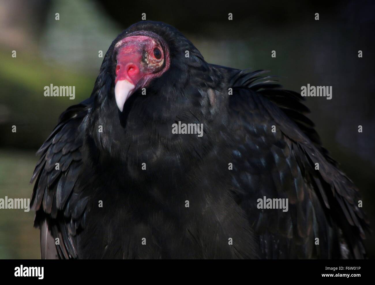 New World Turkey vulture or Turkey buzzard (Cathartes aura) facing the camera Stock Photo
