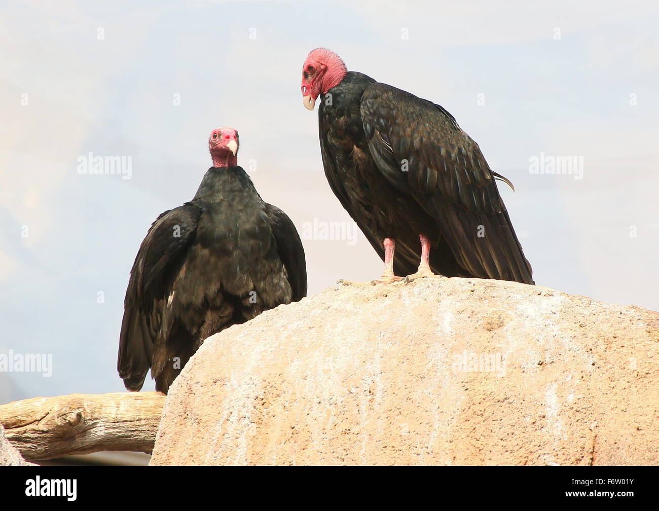 Pair of New World Turkey vultures or Turkey buzzards (Cathartes aura) posing on a rock Stock Photo